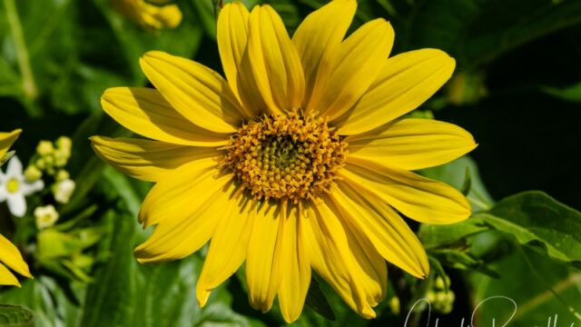Balsamorhiza deltoidea Deltoid balsamroot