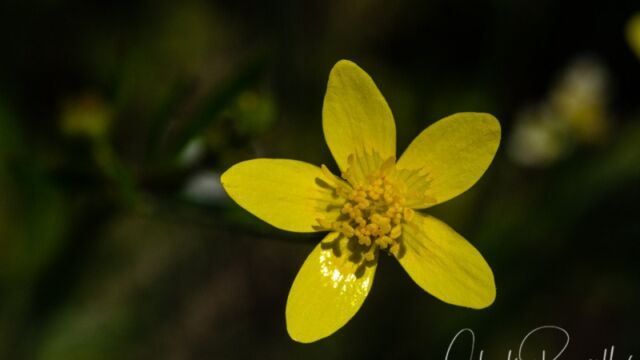 Ranunculus occidentalis (probably) Western buttercup