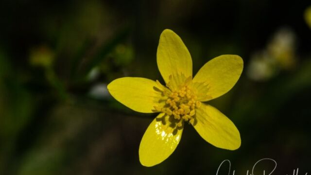 Ranunculus occidentalis (probably) Western buttercup
