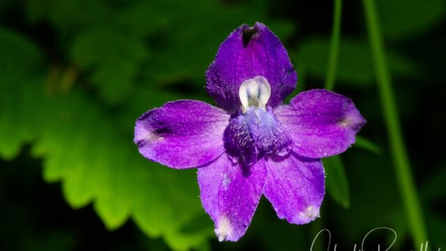Delphinium menziesii Menzies' larkspur