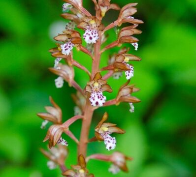 Corallorhiza maculata Spotted coralroot