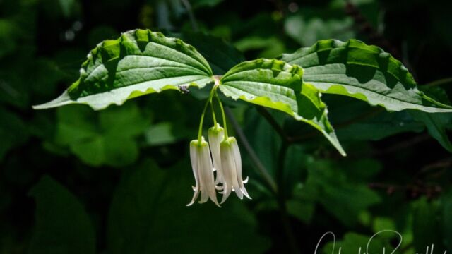 Prosartes smithii Fairy lantern