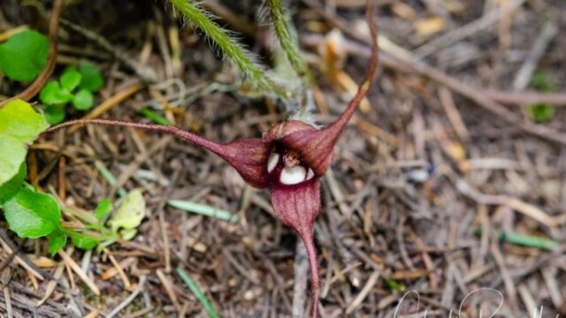 Asarum caudatum Long-Tailed Ginger
