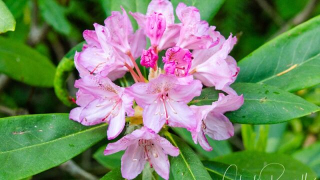 Rhododendron macrophyllum Pacific rhododendron