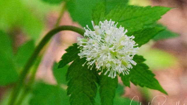 Actaea rubra Western red baneberry