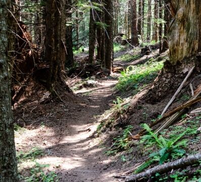 The trail starts off through dense forest Tire Mountain trail