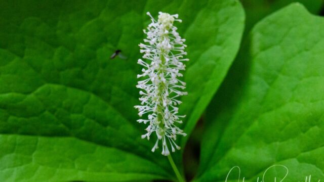 Achlys triphylla Vanilla leaf