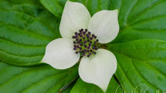Cornus unalaschkensis Bunchberry