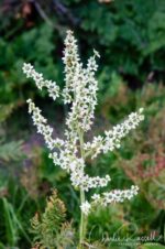 Veratrum californicum var. californicum California corn lily