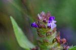 Prunella vulgaris var. lanceolata Lance leaf self hea