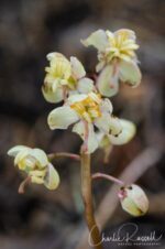 Pyrola picta White veined wintergreen