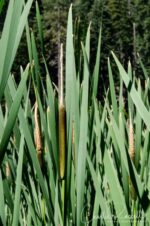 Typha latifolia Broadleaf cattail