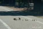 Callipepla californica. A covey of at least a dozen chicks with two parents, scurrying across the road. A quick shot taken from the car California quail