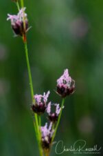 Juncus nevadensis Sierra rush