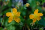 aka Creeping st. john's wort. Hypericum anagalloides. This is a very tiny flower Tinker's penny