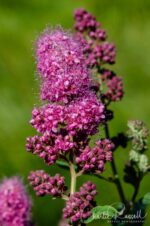 Spiraea douglasii Douglas spiraea