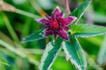 Comarum palustre, growing on the floating fen Marsh cinquefoil
