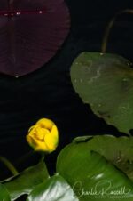 Nuphar polysepala Rocky mountain pond-lily