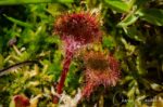 Drosera rotundifolia Roundleaf sundew