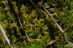 Willow Lake sphagnum moss. Masses of this are growing out over the lake, one to two feet thick. It is floating on the lake, and provides a substrate for many plants Sphagnum moss