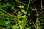 Scheuchzeria palustris. CNPS Rare Plant Rank: 2B.1. Once thought to have been extirpated from CA when Lake Almanor was created, was rediscovered here iin 1988 Rannoch rush