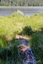Log leading out into the fen Willow Lake