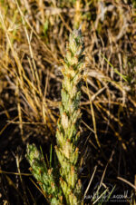 Chloropyron palmatum. CNPS Rank 1B.1, FE, SE Palmate-bracted bird's-beak, Chloropyron palmatum