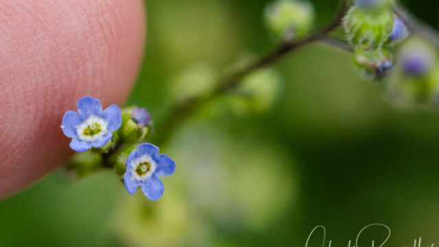 Hackelia micrantha Jessica's stickseed, Hackelia micrantha