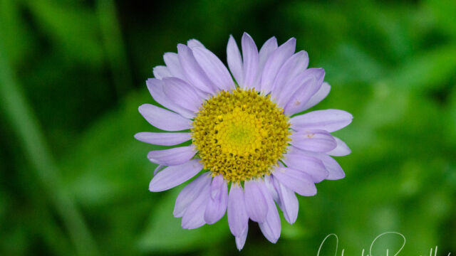 Erigeron glacialis var. glacialis Wandering fleabane, Erigeron glacialis var. glacialis