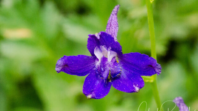 Delphinium nuttallianum Meadow larkspur, Delphinium nuttallianum