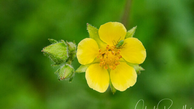 Drymocallis glandulosa Sticky cinquefoil, Drymocallis glandulosa