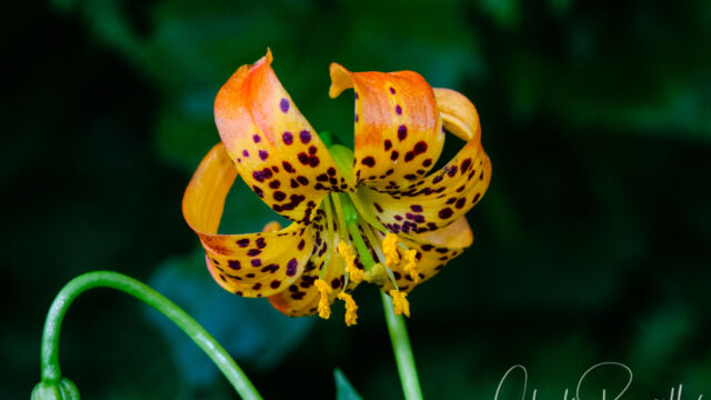 Lilium pardalinum ssp. shastense Shasta lily, Lilium pardalinum ssp. shastense