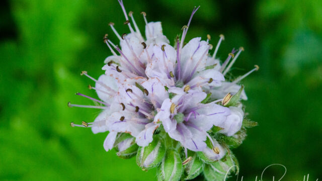 Hydrophyllum occidentale Western waterleaf, Hydrophyllum occidentale