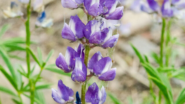 Lupinus arbustus Spur lupine, Lupinus arbustus