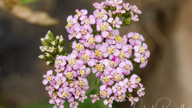 Achillea millefolium. Don't usually see the pink variation Common yarrow, Achillea millefolium