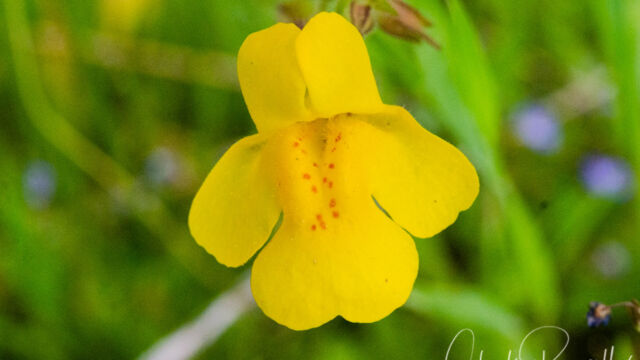 Erythranthe guttata Seep Monkey Flower, Erythranthe guttata