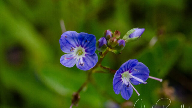 aka American speedwell. Veronica americana American brooklime, Veronica americana