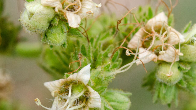 Phacelia procera Tall phacelia, Phacelia procera