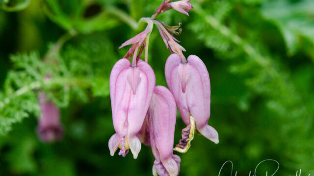 Dicentra formosa Pacific bleeding heart, Dicentra formosa