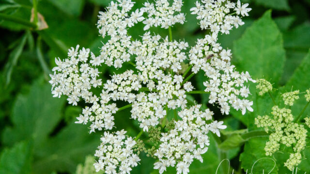 Heracleum maximum Cow parsnip, Heracleum maximum