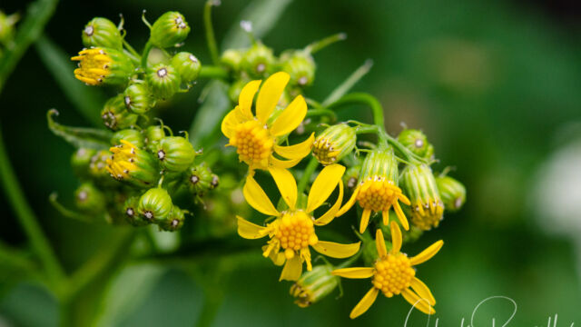 Senecio triangularis Arrowleaf ragwort, Senecio triangularis