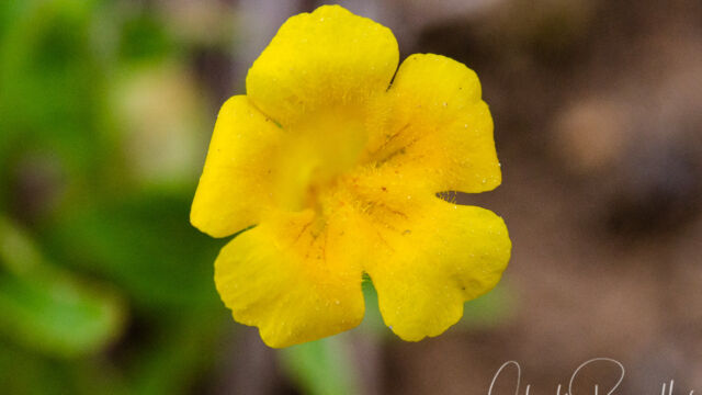 Erythranthe inodora Musk monkeyflower, Erythranthe inodora