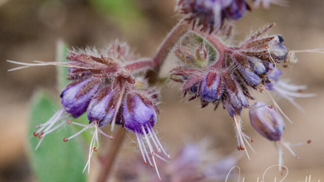 Phacelia mutabilis Changeable phacelia, Phacelia mutabilis