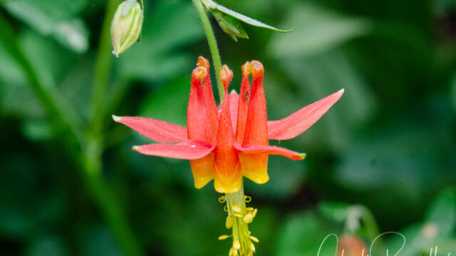 Aquilegia formosa Crimson columbine, Aquilegia formosa