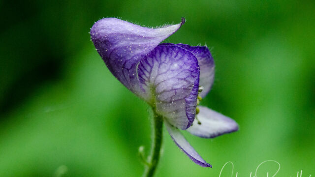 Aconitum columbianum ssp. columbianum Columbian monkshood, Aconitum columbianum ssp. columbianum