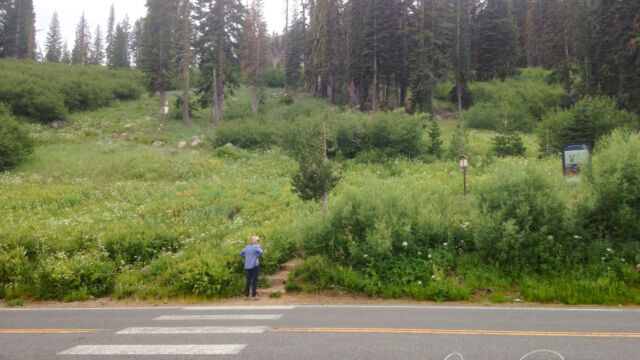 The trail runs to the left, the flowers are abundant in this area right at the road. Brokeoff Mountain trailhead