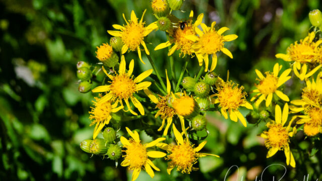 Senecio triangularis Arrowleaf ragwort, Senecio triangularis