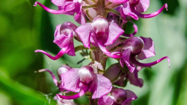 Pedicularis groenlandica Elephant heads, Pedicularis groenlandica