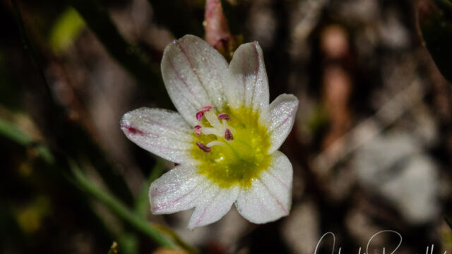 Lewisia triphylla Three leaved lewisia, Lewisia triphylla