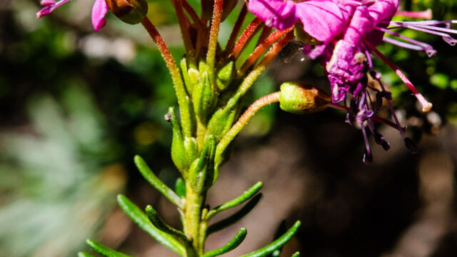 Phyllodoce breweri Brewer's mountain heath, Phyllodoce breweri